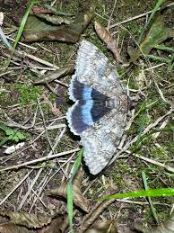 Attēlu rezultāti vaicājumam “Catocala fraxini”