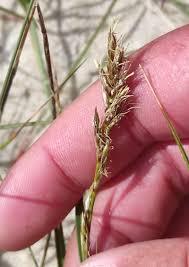 Attēlu rezultāti vaicājumam “Carex arenaria”