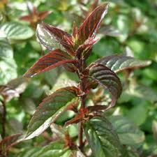 Image result for Pfefferminze