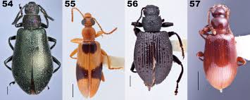 Attēlu rezultāti vaicājumam “Alleculidae”