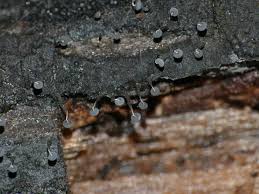 Attēlu rezultāti vaicājumam “Physarum obscurum young”