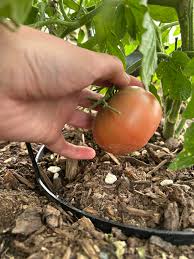 Afbeeldingsresultaat voor carbon tomato