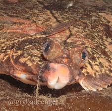 Image result for Microstomus kitt