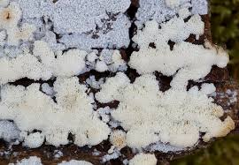 Attēlu rezultāti vaicājumam “Physisporinus sanguinolentus”