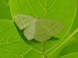 Attēlu rezultāti vaicājumam “Cabera pusaria”