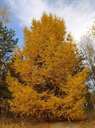 Attēlu rezultāti vaicājumam “Larix sibirica”