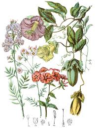 Attēlu rezultāti vaicājumam “Polemoniaceae”