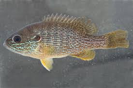 Image result for Lepomis cyanellus