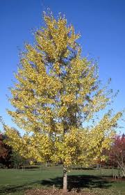 Attēlu rezultāti vaicājumam “Acer saccharinum”