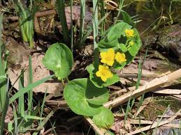 Attēlu rezultāti vaicājumam “Caltha palustris leaf”