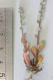 Attēlu rezultāti vaicājumam “Myosotis stricta”