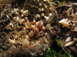 Attēlu rezultāti vaicājumam “Collybia tuberosa”