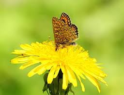 Attēlu rezultāti vaicājumam “Euphydrias aurinia upperside”