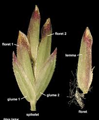 Attēlu rezultāti vaicājumam “Poa compressa leaf”