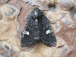 Attēlu rezultāti vaicājumam “Melanchra persicariae”