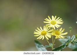 Attēlu rezultāti vaicājumam “Inula britannica leaf”