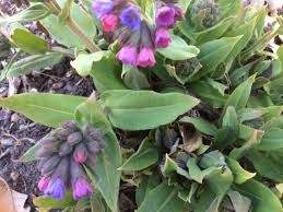 Attēlu rezultāti vaicājumam “Pulmonaria angustifolia fruit”