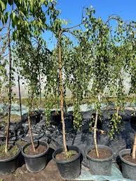 Attēlu rezultāti vaicājumam “Betula pendula Youngii”