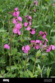 Attēlu rezultāti vaicājumam “Silene dioica leaf”