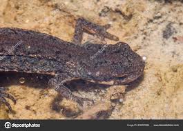 Attēlu rezultāti vaicājumam “Sauria”