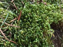 Attēlu rezultāti vaicājumam “Homalia trichomanoides”