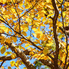 Attēlu rezultāti vaicājumam “Betula alleghaniensis”