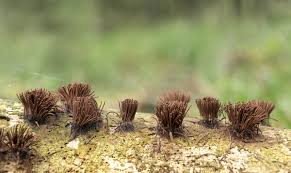 Attēlu rezultāti vaicājumam “Stemonitis axifera”