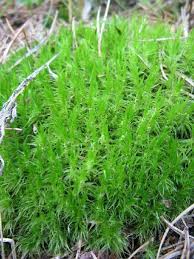 Attēlu rezultāti vaicājumam “Dicranum polysetum”