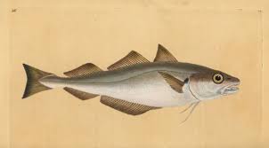 Image result for Merlangius merlangus