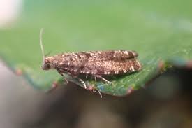 Attēlu rezultāti vaicājumam “Epinotia sordidana”