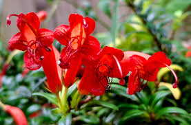 Attēlu rezultāti vaicājumam “Aesculus x neglecta flower”