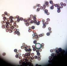 Attēlu rezultāti vaicājumam “Physarum pseudoalexandrowiczii”