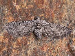 Attēlu rezultāti vaicājumam “Eupithecia icterata female”