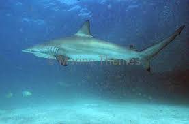 Image result for Carcharhinus brevipinna