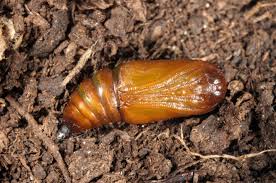 Attēlu rezultāti vaicājumam “Selenia tetralunaria”