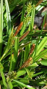 Attēlu rezultāti vaicājumam “Carex viridula flower”