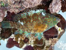 Image result for Symphodus melops