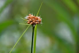 Attēlu rezultāti vaicājumam “Eriophorum gracile leaf”