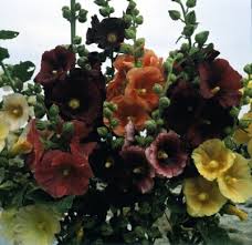 Image result for Alcea rosea `Appleblossom`