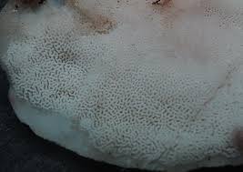 Attēlu rezultāti vaicājumam “Antrodiella faginea”