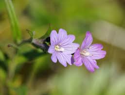 Attēlu rezultāti vaicājumam “Epilobium palustre fruit”