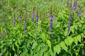 Attēlu rezultāti vaicājumam “Galega orientalis”