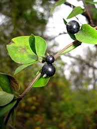 Attēlu rezultāti vaicājumam “Lonicera ferdinandii fruit”