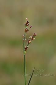 Attēlu rezultāti vaicājumam “Juncus alpinoarticulatus”