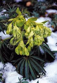 Image result for Helleborus foetidus