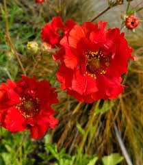 Attēlu rezultāti vaicājumam “Geum”