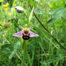 Attēlu rezultāti vaicājumam “Herminium monorchis fruit”