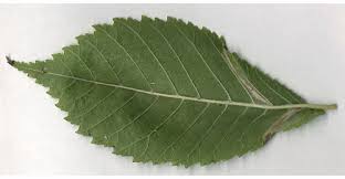 Attēlu rezultāti vaicājumam “Ulmus laevis leaf”