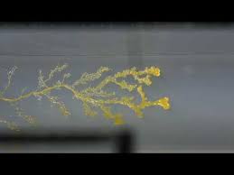 Attēlu rezultāti vaicājumam “Physarum sulphureum macro”