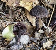 Attēlu rezultāti vaicājumam “Inocybe lanuginosa”